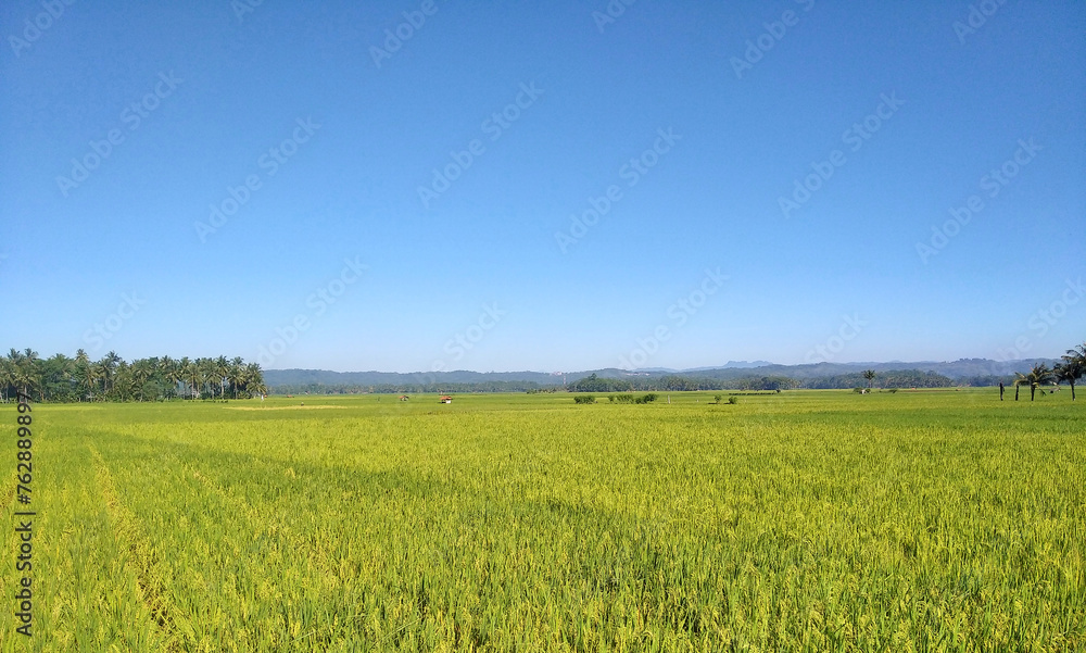 beautiful view of rice fields in the morning in the Citumang Pangandaran area