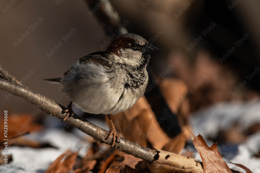 Naklejka premium Male House Sparrow