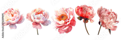 Banner with set of peonies with buds and leaves in a row