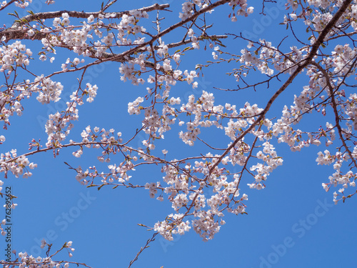 桜 さくら　sakura　