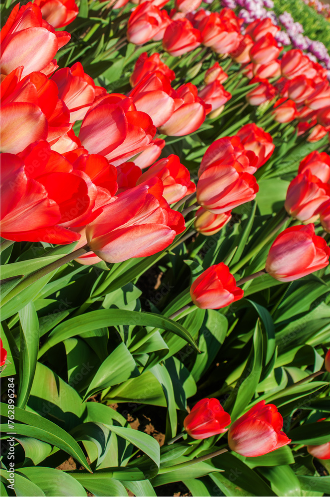 Vibrant Tulip Blossoms in Spring Garden Vibrant Tulip Blossoms in Spring Garden