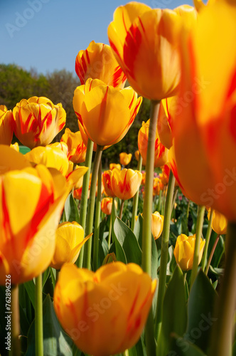 Vibrant Yellow and Red Tulips in Sunlit Garden
