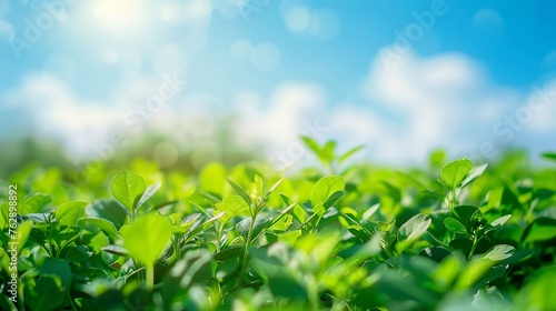 World environment day concept Blur green garden nature and blue sky on agriculture field background : Generative AI