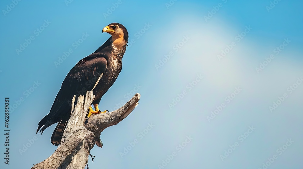 Selective focus of caracara plancus with brown plumage and pointed beak sitting on withered tree branch an against blue cloudless sky : Generative AI Selective focus of caracara plancus with brown plumage and pointed beak sitting on withered tree branch an against blue cloudless sky : Generative AI