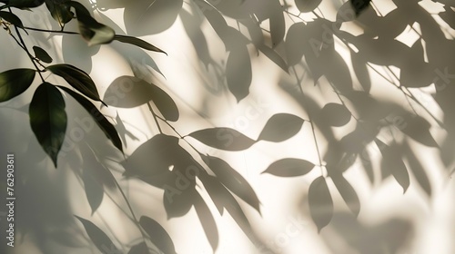 Leaf shadow and light on wall blur background Nature tropical leaves tree branch shade with sunlight on white wall texture for background wallpaper and design : Generative AI