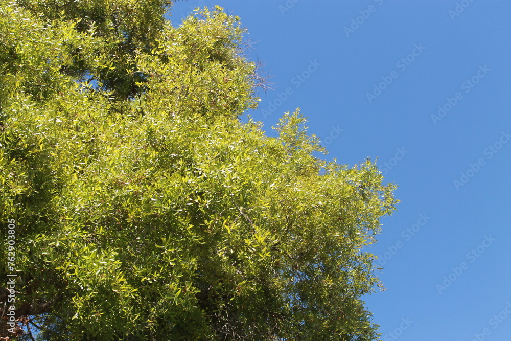 Green Tree in the Sky