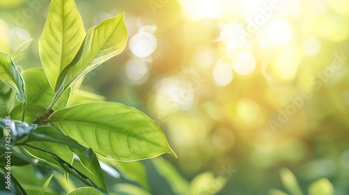 Concept nature view of green leaf on blurred greenery background in garden and sunlight with copy space using as background natural green plants landscape ecology fresh wallpaper   Generative AI