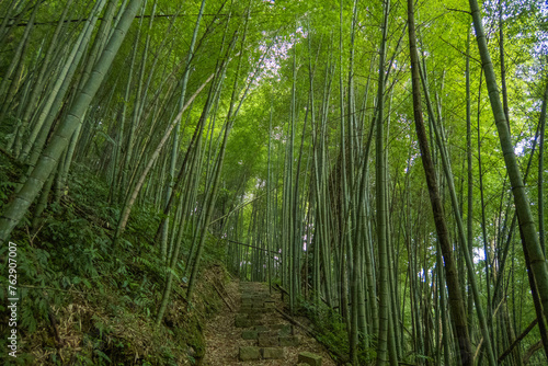 Bamboo forest on the Fenrui Historic Trail  Fenqihu  Chiayi  Taiwan