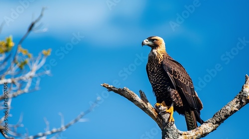 Selective focus of caracara plancus with brown plumage and pointed beak sitting on withered tree branch an against blue cloudless sky : Generative AI photo