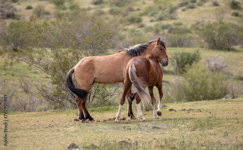 Wild horses interacting in the Salt River wild horse management area near Mesa Arizona United States