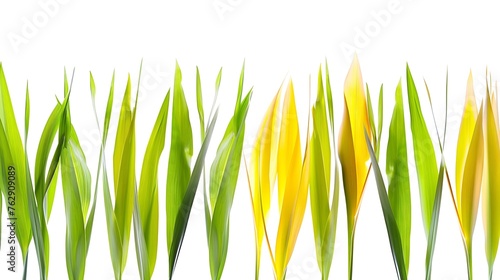 fresh green yellow grass blades in a row with selective blur isolated on white background texture template overlay for floral decoration   Generative AI