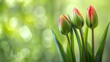 Close up buds of tulips with fresh green leaves at blur green background with copy space Hollands tulip bloom in an orangery spring season Floral wallpaper banner for floristry shop Fl : Generative AI