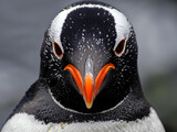 A Close Up Detailed Photo of a Penguin's Face
