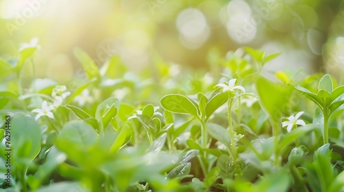 defocused and blurred of green leaves and flower on vegetable plots or little garden in home in morning light Organic food City farming Healthy eating beauty nature or abstract backgro : Generative AI