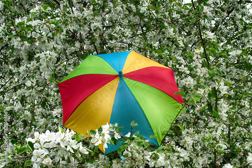 Rainbow umbrella among flowering apple white blossoms