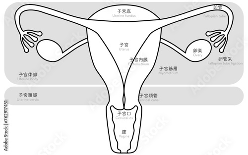 子宮・卵巣の図解イラスト、解剖図