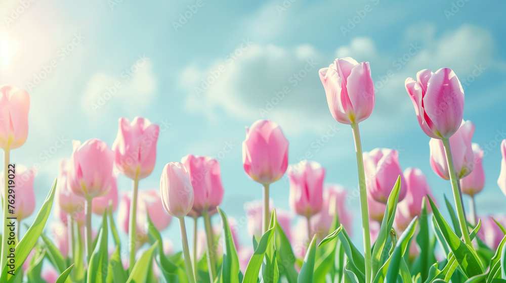 Vibrant Pink Tulips in Full Bloom, Sunny Blue Sky with Light Clouds, Spring Freshness Vibrant Pink Tulips in Full Bloom, Sunny Blue Sky with Light Clouds, Spring Freshness