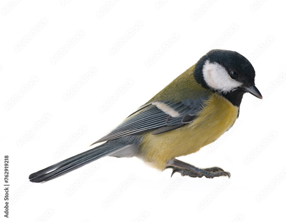 Obraz premium Oxeye (Pants major) was filmed in different poses and angles. Citizen, winter affairs. Feed the birds!. Isolated on white