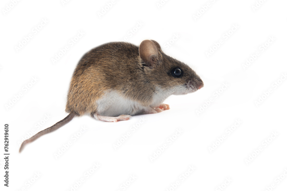 Theriology and deratization. Wild forest and field mice (Apodemus and Arvicolinae) as pests of agriculture and household. Isolated Wood mouse (Apodemus sylvaticus) shooting from different angles Theriology and deratization. Wild forest and field mice (Apodemus and Arvicolinae) as pests of agriculture and household. Isolated Wood mouse (Apodemus sylvaticus) shooting from different angles