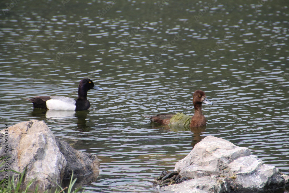 Fototapeta premium ducks on the lake, William Hawrelak Park, Edmonton, Alberta