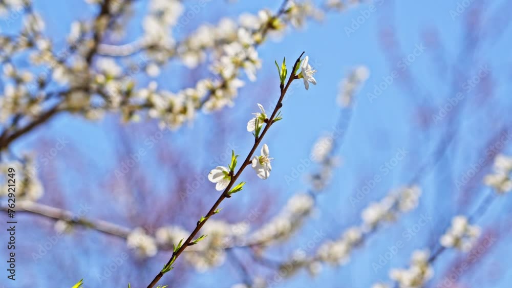 Peach blossoms bloom against the blue sky in April Peach blossoms bloom against the blue sky in April