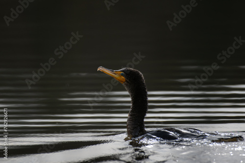 Backlit Double-crested Cormorant swimming in a pond