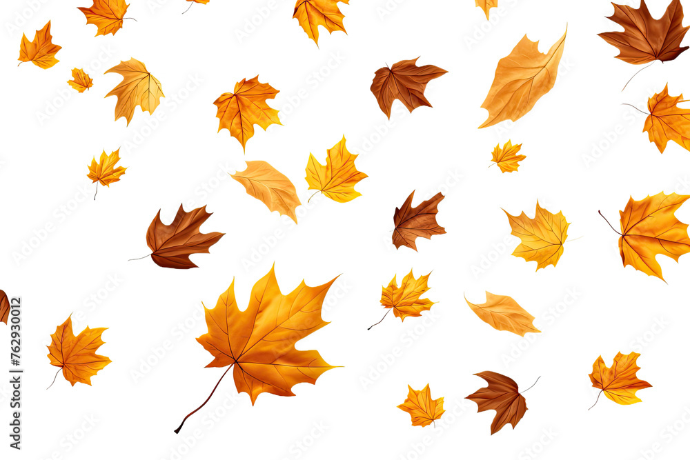 Autumn fall banner with falling maple leaves . Flying color leaves , isolated on a transparent background. PNG, cutout, or clipping path. Autumn fall banner with falling maple leaves . Flying color leaves , isolated on a transparent background. PNG, cutout, or clipping path.