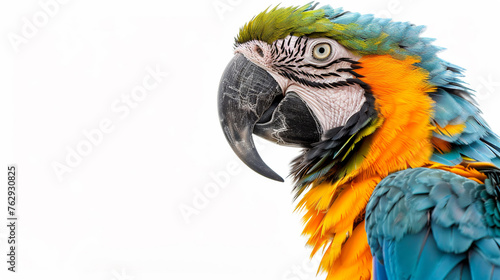 Stunning macaw in profile bright feathers