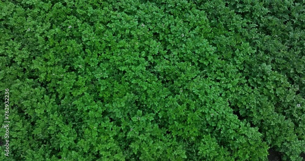 Potato crops in growth at field Potato crops in growth at field