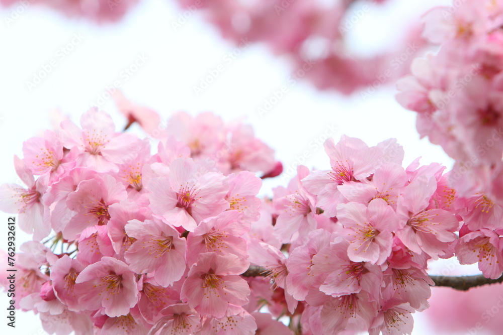 満開の陽光桜のクローズアップ 空背景 満開の陽光桜のクローズアップ 空背景