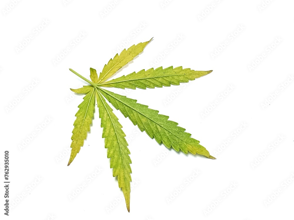 Cannabis leaf has started turning yellow due to the Zinc deficiency Cannabis leaf has started turning yellow due to the Zinc deficiency