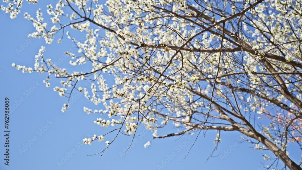 Peach blossoms bloom against the blue sky in April Peach blossoms bloom against the blue sky in April