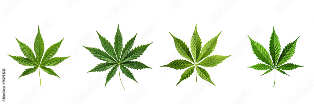 Set of cannabis leaf on transparent background Remove png Set of cannabis leaf on transparent background Remove png