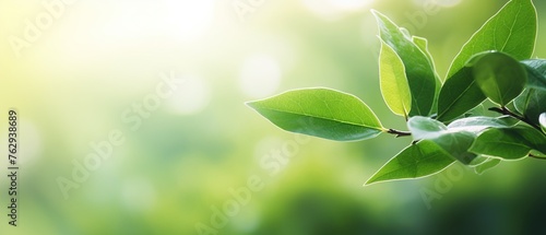 Close-up tree branch with green leaf blurred background with sunlight, Nature of green leaf in the garden