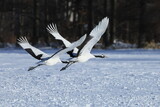 departure, Red-crowned Cranes taking off from snowfield, Hokkaido, Japan
