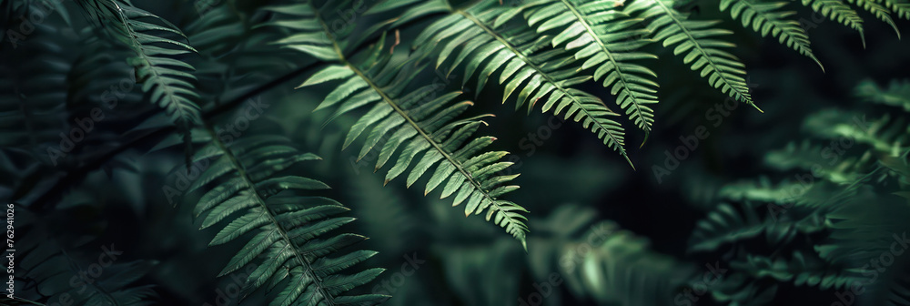 Moody Close-up of New Zealand Fern Leaves