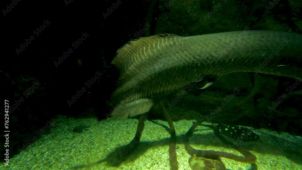 Arowana Fish Swimming in Aquarium Arowana Fish Swimming in Aquarium