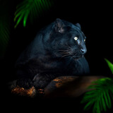 Close up portrait adult black leopard in jungle