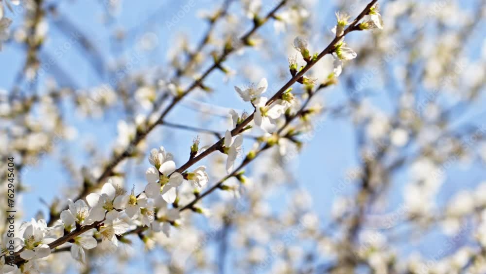 Peach blossoms bloom against the blue sky in April Peach blossoms bloom against the blue sky in April