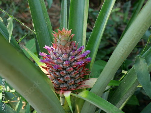Pineapple blossom with green leaves in background, The purple petals of the flower spring on the fruit