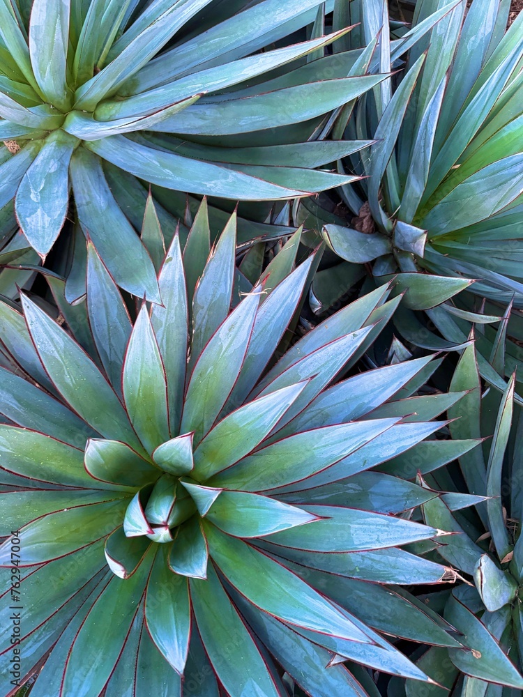 Desert plants Desert plants