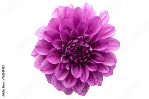 Perfect Pink and Yellow Dahlia Flower isolated on transparent background