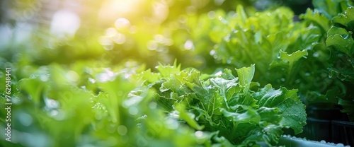 Fresh Lettuce Growing in Abundant Greenhouse Garden, Bathed in Natural Sunlight with Water Droplets 
