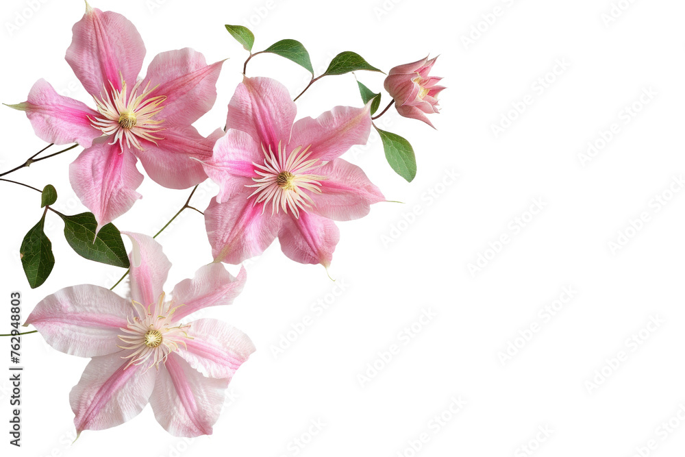 Clematis Flower isolated on transparent background