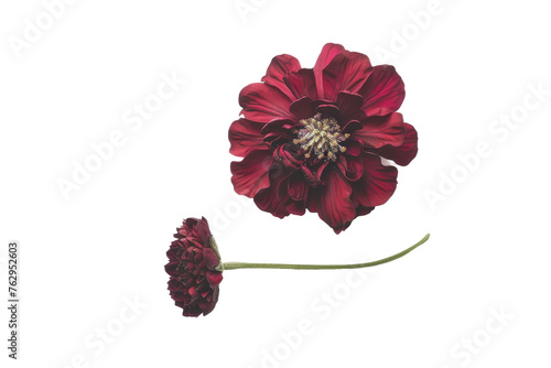 scabiosa burgundy flower isolated on transparent background photo