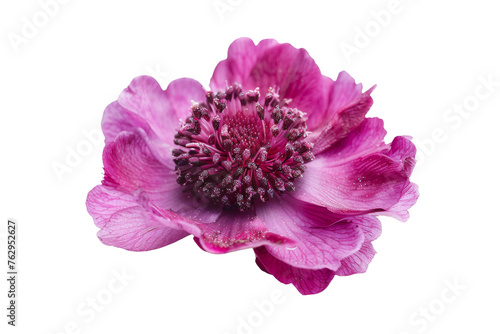 scabiosa burgundy flower isolated on transparent background