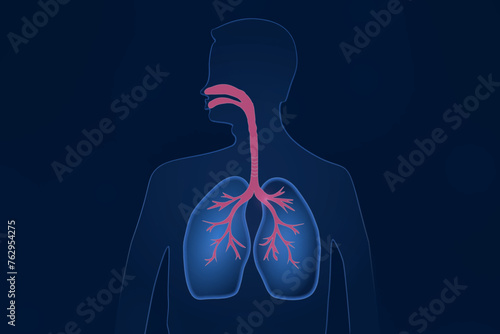 Pictures of lungs and trachea