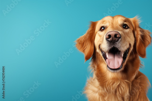A dog with a big smile on its face is looking at the camera © vefimov