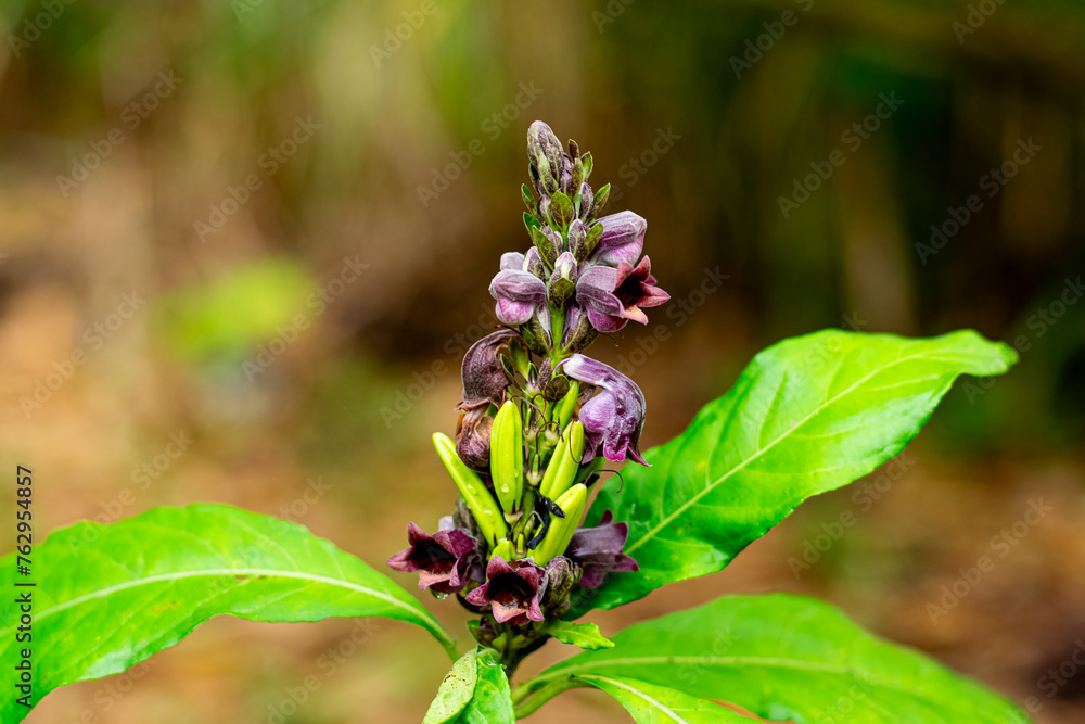Phlogacanthus pulcherrimus T.Anderson,flowers and Thai herbs. Phlogacanthus pulcherrimus T.Anderson,flowers and Thai herbs.