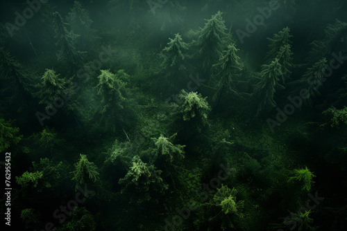 A forest with many trees and a lot of green foliage